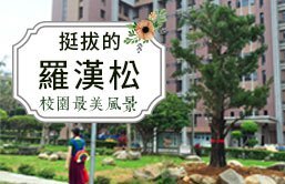 挺拔的羅漢松成為校園中的美景圖片